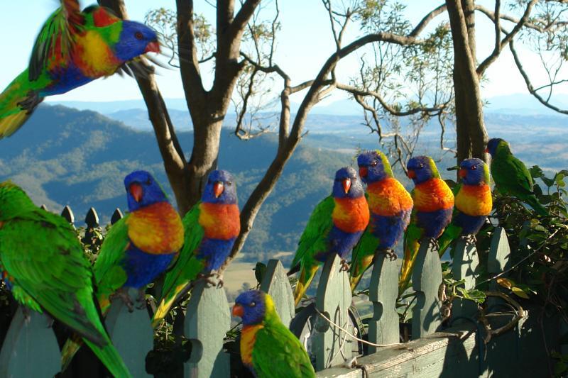 The Polish Place Mount Tamborine Esterno foto
